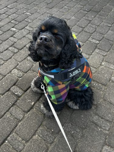 Customer photo review of ハーネス専用お名前タグ（２枚セット・マジックテープ式）