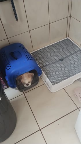 Customer photo review of Weasy Cão