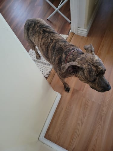 Customer photo review of Bentley Deluxe Raised Collar
