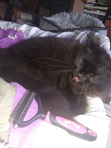 Customer photo review of Dematting Rake Double-sided Grooming Comb