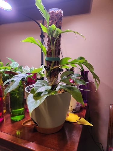 Customer photo review of Rhaphidophora tetrasperma