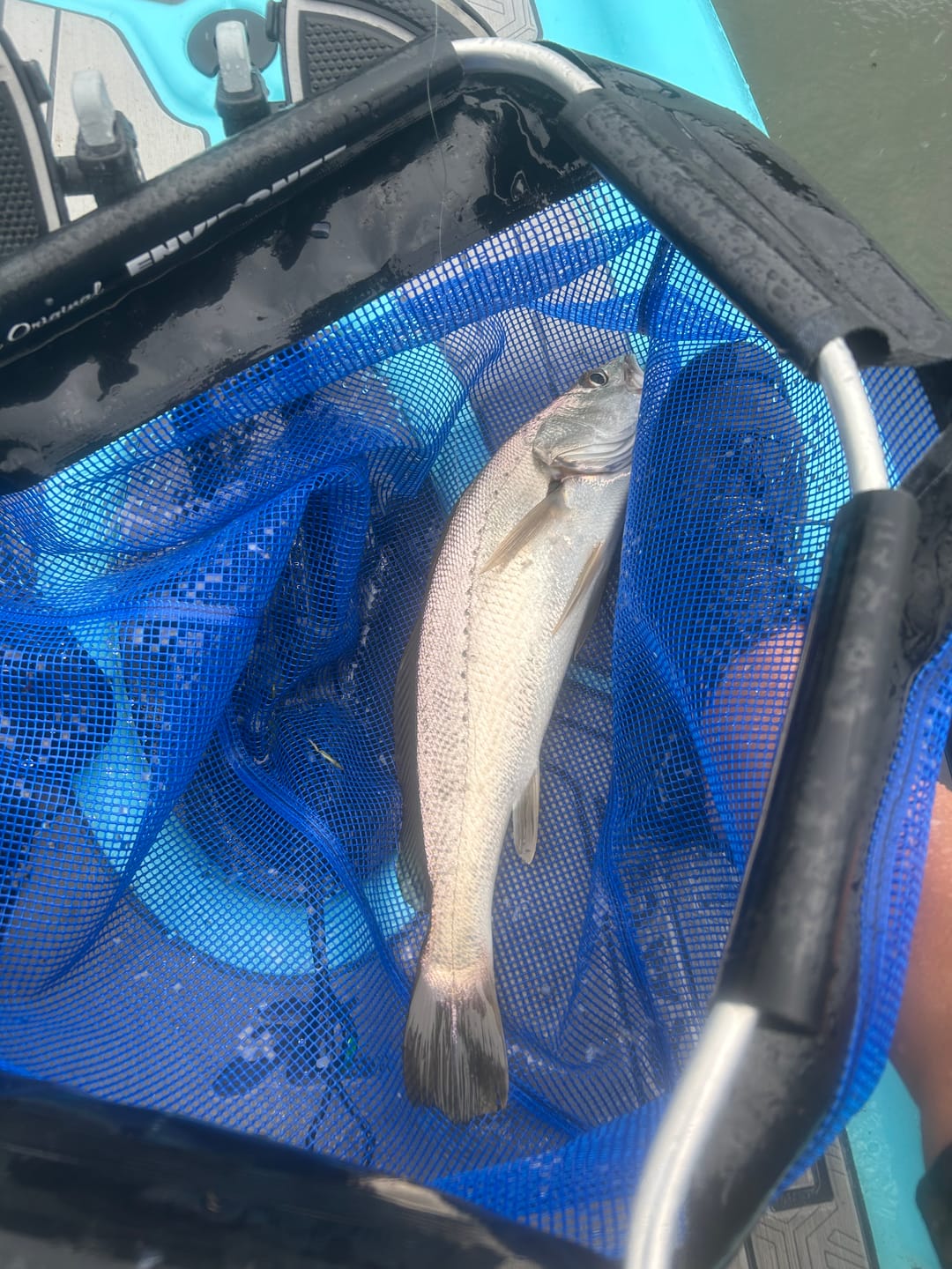 Customer photo review of DEATH SHAD