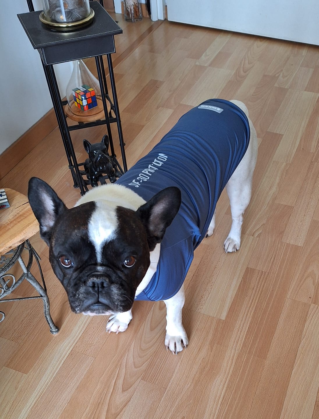 Customer photo review of Sunblock Dog T-Shirt - Navy Blue