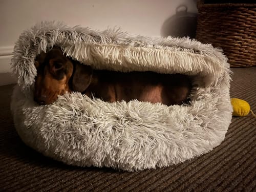 Customer photo review of Burrow Buddy™ - Pet Bed