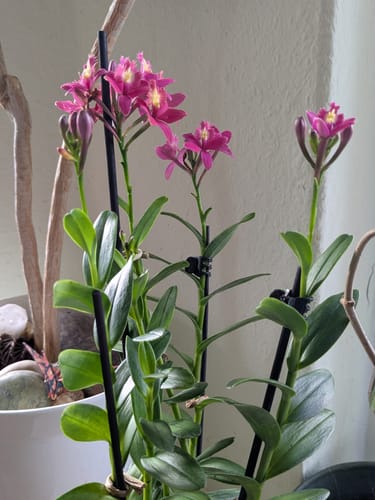 Customer photo review of Epidendrum Nordic Fire Dauerblüher mit magentafarbenen Blüten und 3+ Rispen