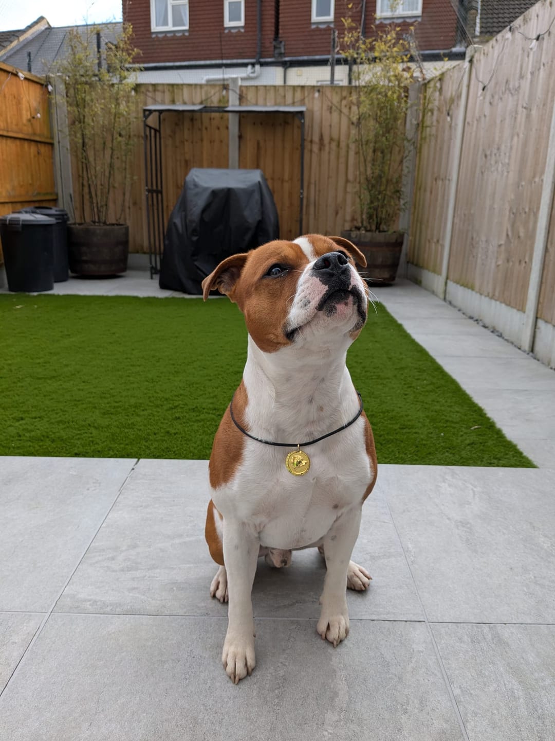 Customer photo review of Staffordshire Bull Terrier 1935® Nametag with Paracord String - Shiny