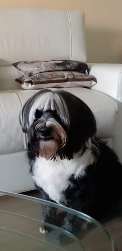 Customer photo review of Pâtées riches en bœuf& aux petits pois (chien adulte)