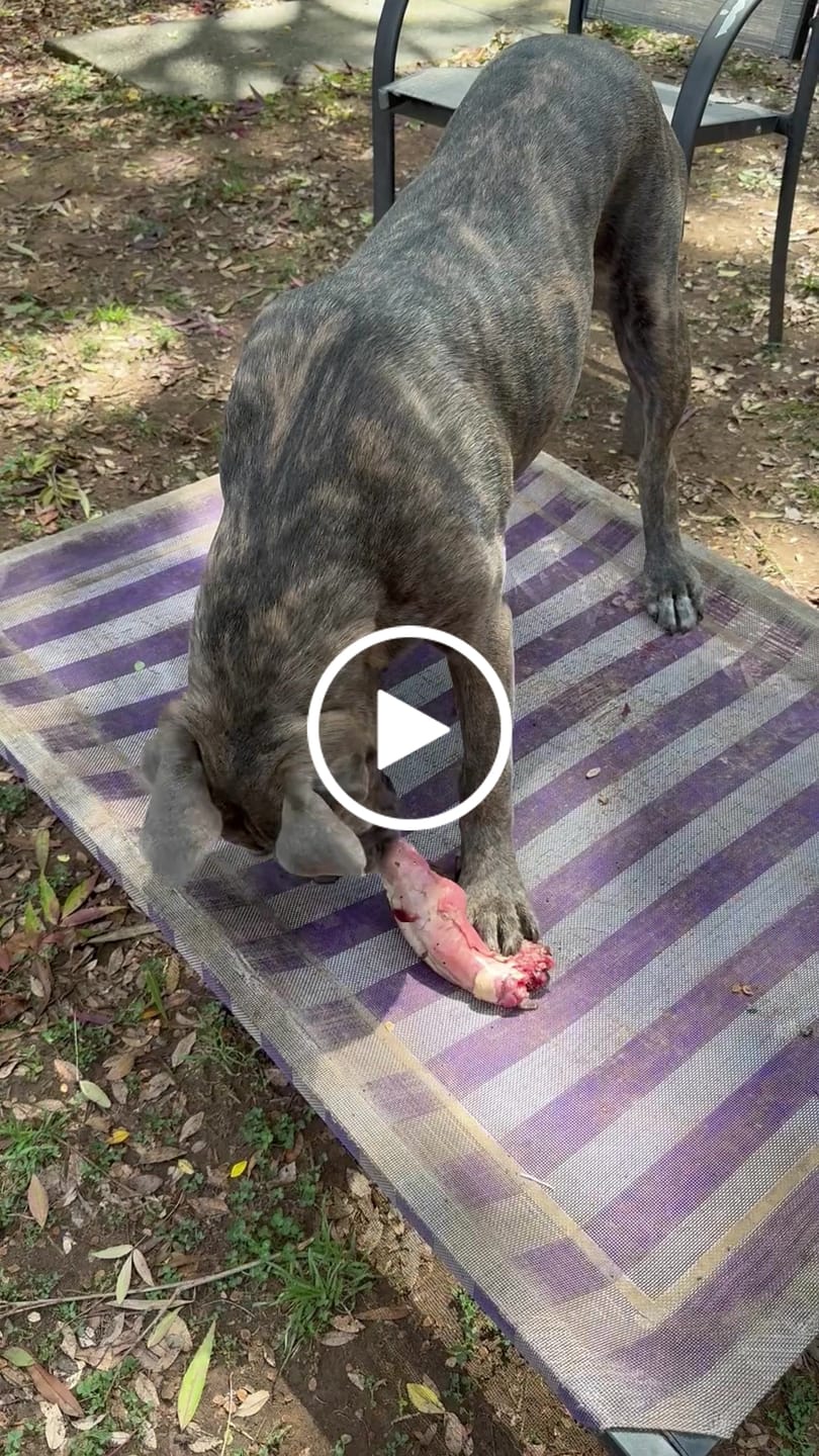 Customer video review of Whole Wild Rabbit Frame (1 per Pack)