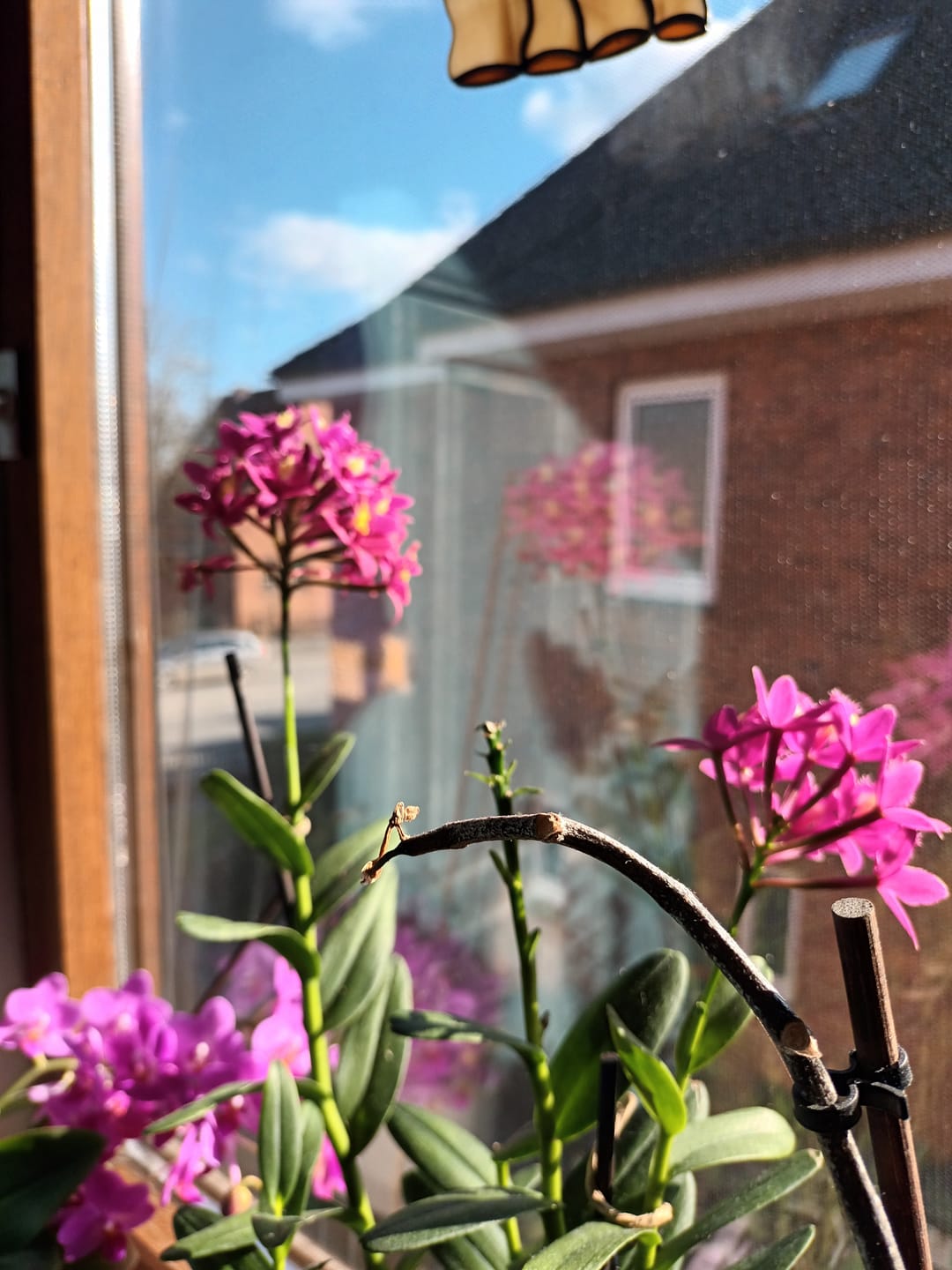 Customer photo review of Epidendrum Nordic Fire Dauerblüher im 3er Set mit 1+ Rispen