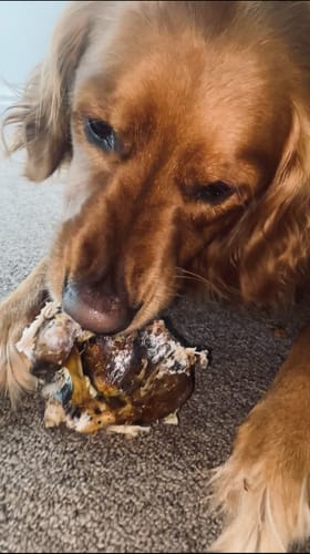 Customer photo review of Large Ostrich Knuckle (5.5" x 5"): The Ultimate Chew for Moderate & Power Chewers