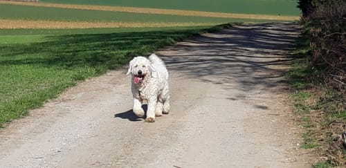 Kundenbewertung mit Foto zu BELISY > Gelenk Komplex < Gelenktabletten für Hunde & Katzen - 100 Tabletten