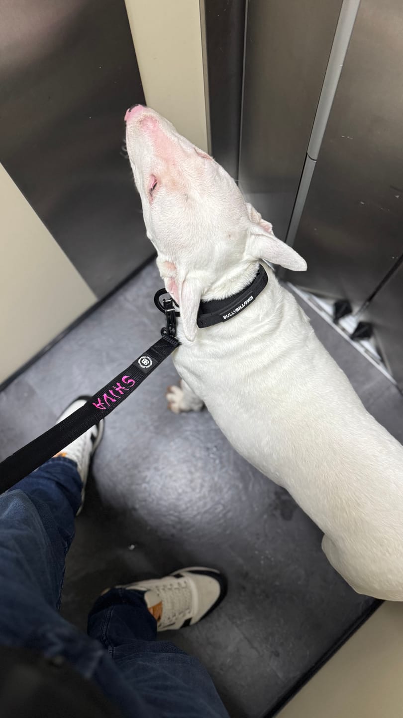 Customer photo review of 4cm LIGHTER Combat® Collar | Handle Rated Clip - Black x Black
