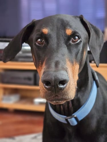 Customer photo review of DoggieBalm Manuka