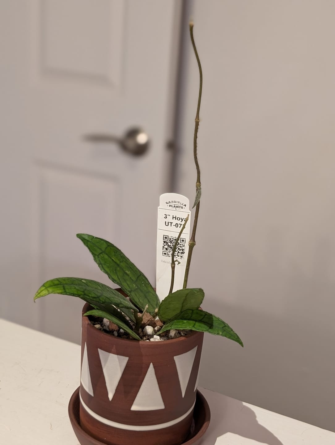 Customer photo review of Hoya UT-073