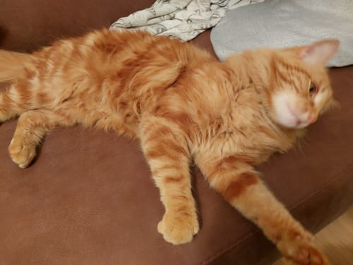 undefined review of Diffusore Calmante per Gatti image 1 out of 1