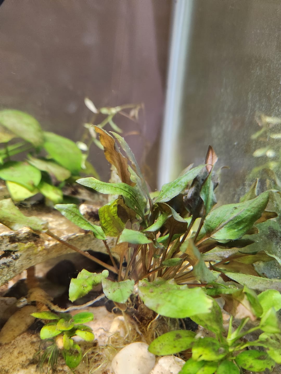 Customer photo review of Cryptocoryne Wendtii RED 'Mi Oya'