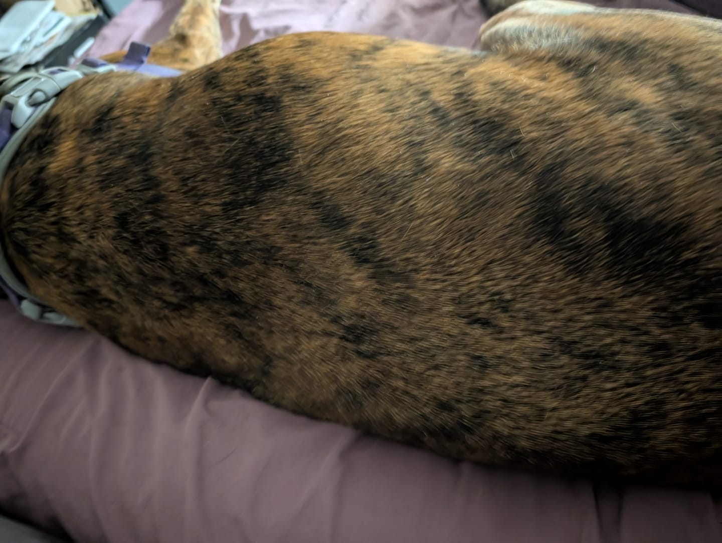 Customer photo review of Dog Demodectic & Sarcoptic Mange (Scabies) & Ear Mite Remedy