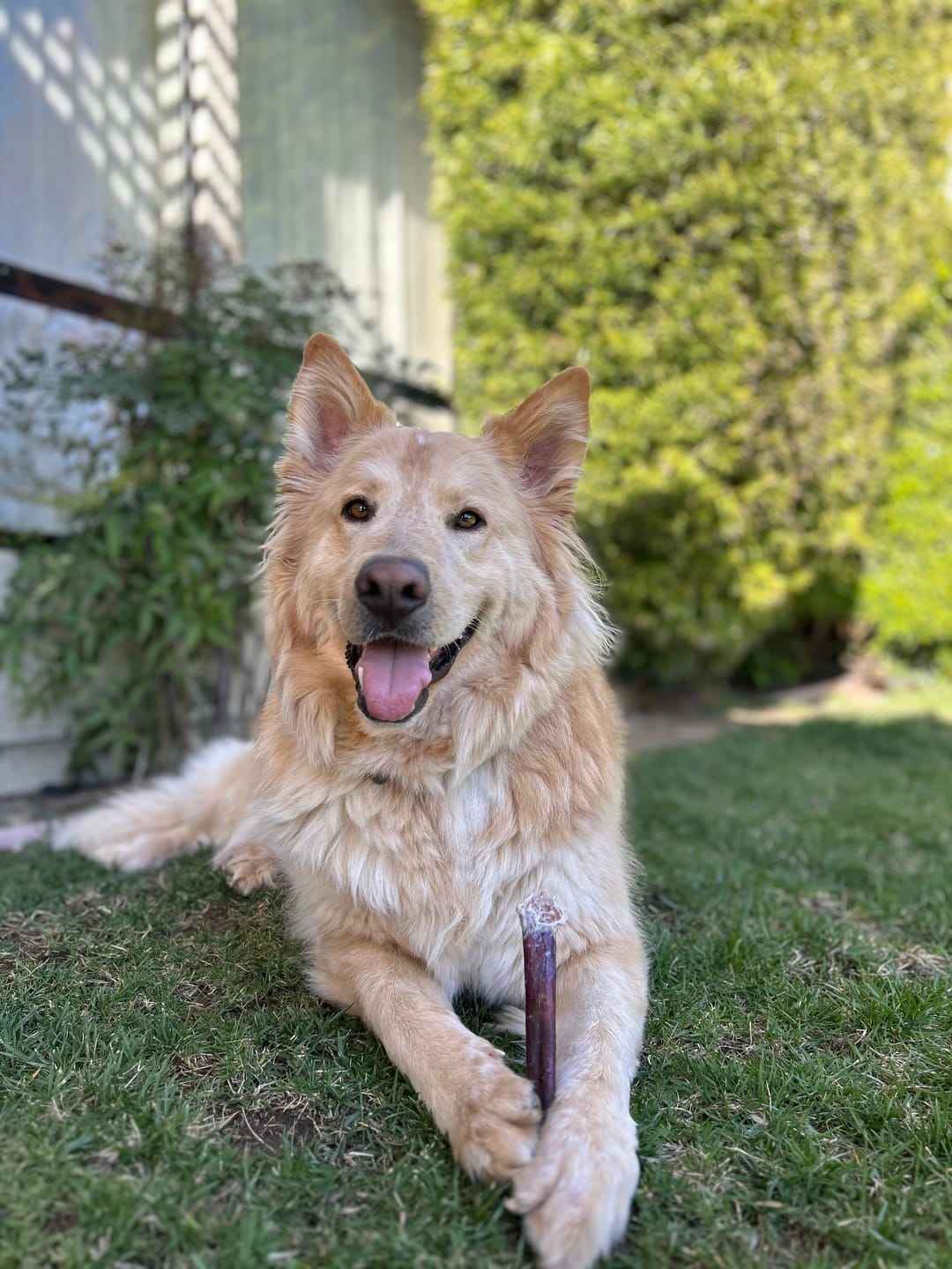 Customer photo review of 12 Inch Standard Bully Sticks
