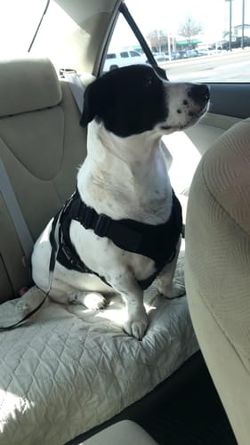 Customer photo review of Car Safety Belt For Dogs