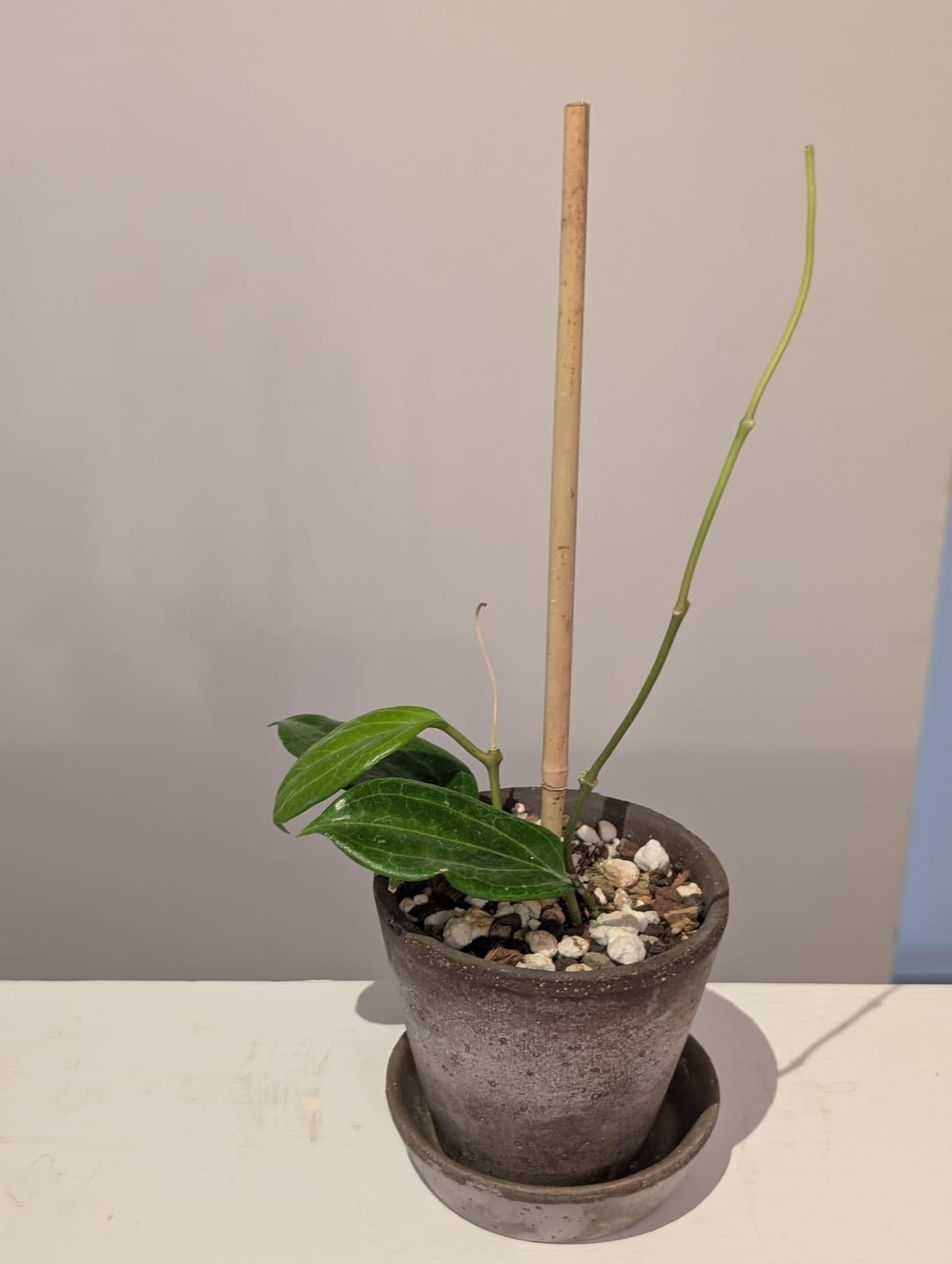 Customer photo review of Hoya quinquenervia