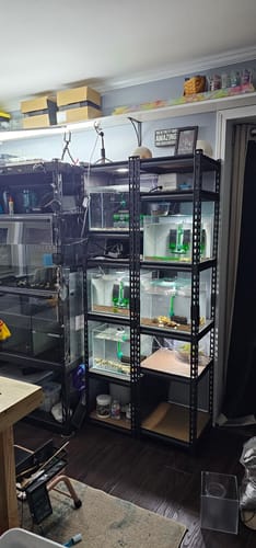 Customer photo review of REIBII 16"W Corner Shelves, 6-Tier Adjustable Storage Shelving Units, 2250lbs Corner Shelf for Living Room Pantry Dorm