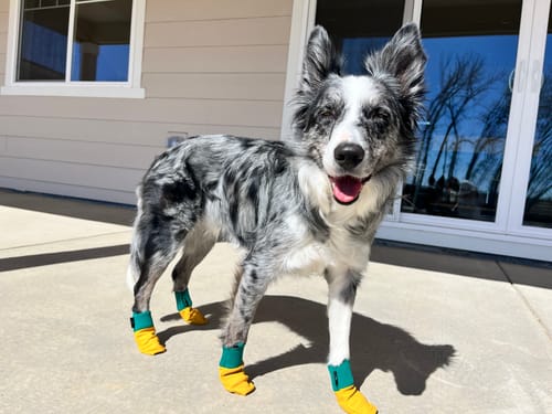 Customer photo review of Leather Dog Booties - Doccasins - 1 pair
