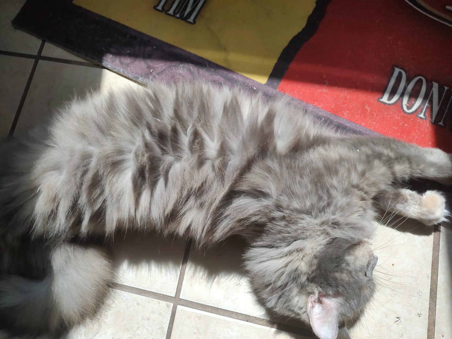 Customer photo review of Royal Canin Veterinary Diet - Feline Urinary SO + Calm Canned Cat Food 3 oz.
