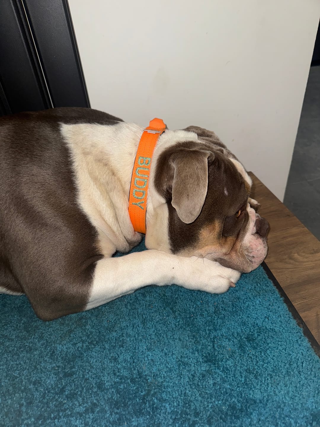 Customer photo review of 2.5cm Combat® Collar | With Handle & Rated Clip - Orange