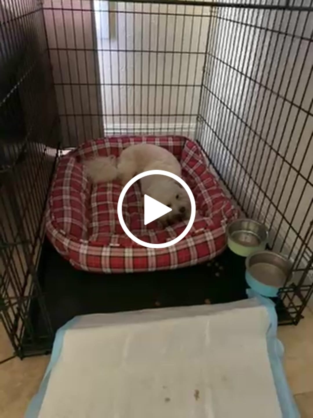 Customer video review of Ostrich Knuckle (Medium – 4" x 3"): The Perfect Chew for Small to Medium Dogs & Sensitive Stomachs