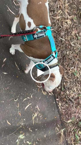 Customer video review of SUPATUFF® Strong Dog Harness Heavy Duty - Turquoise