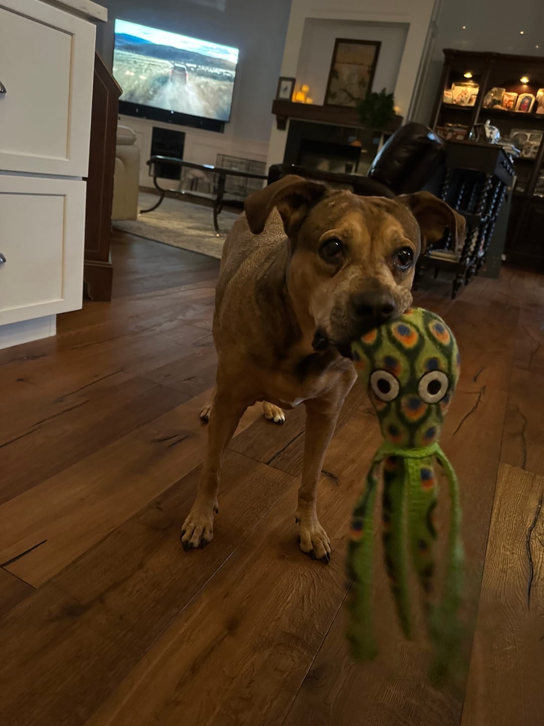 Customer photo review of Hemp Oil for Dogs and Cats - 900mg - 1oz