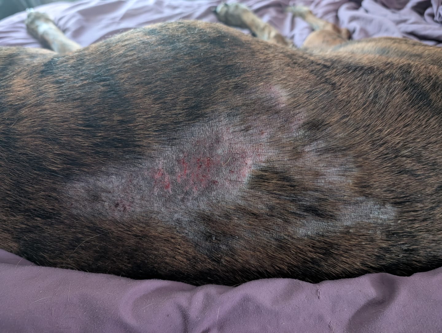 Customer photo review of Dog Demodectic & Sarcoptic Mange (Scabies) & Ear Mite Remedy