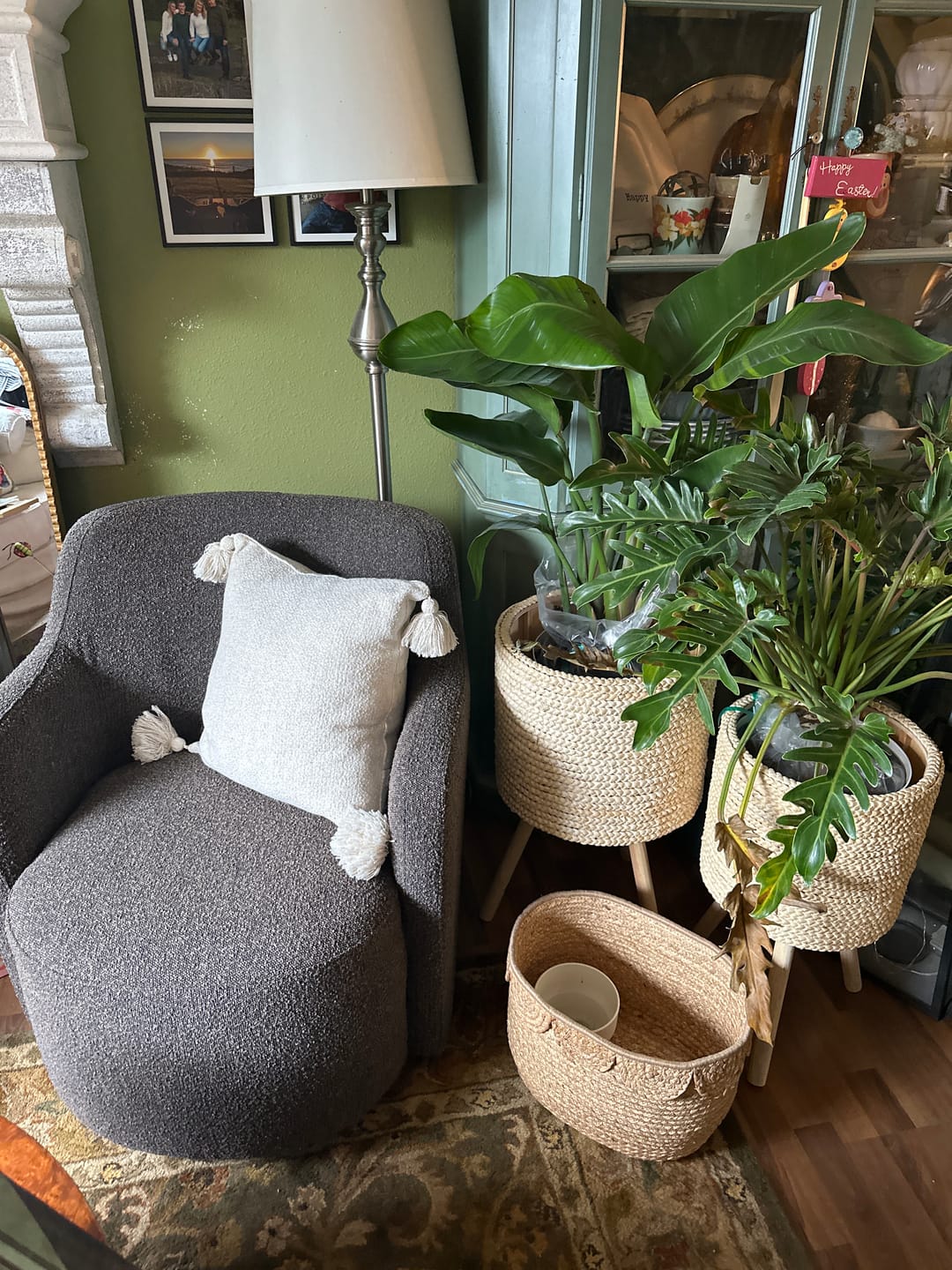 Customer photo review of Bird of Paradise White, Strelitzia Nicolai