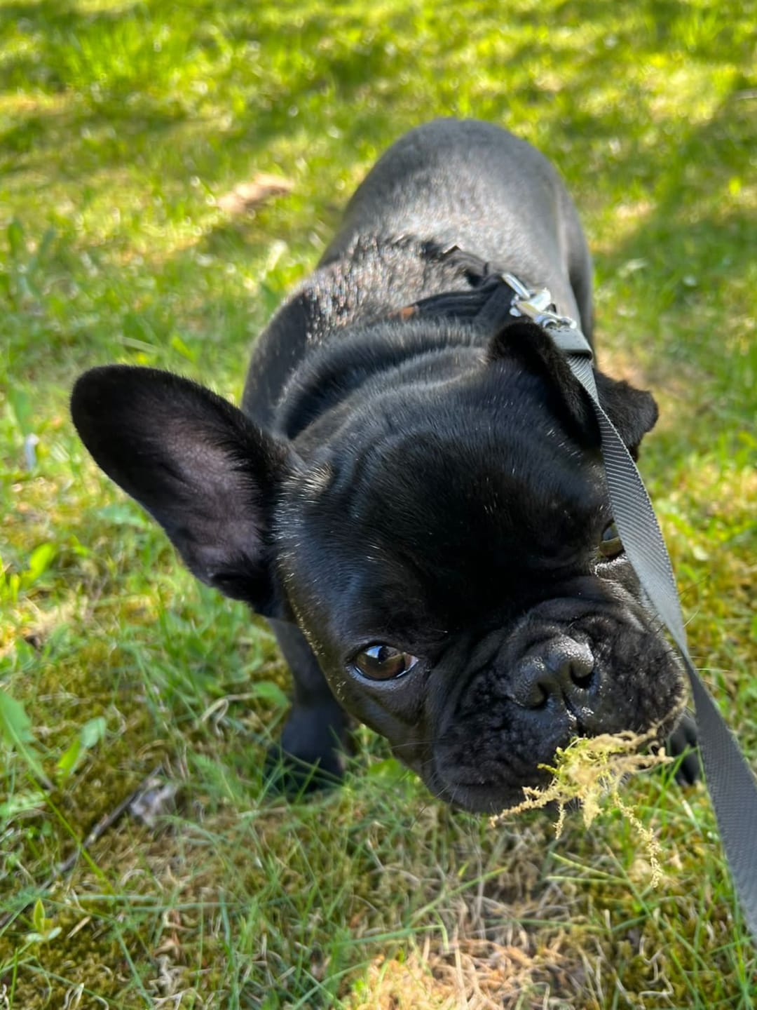 Customer photo review of Active VetDiet Dermo suņiem
