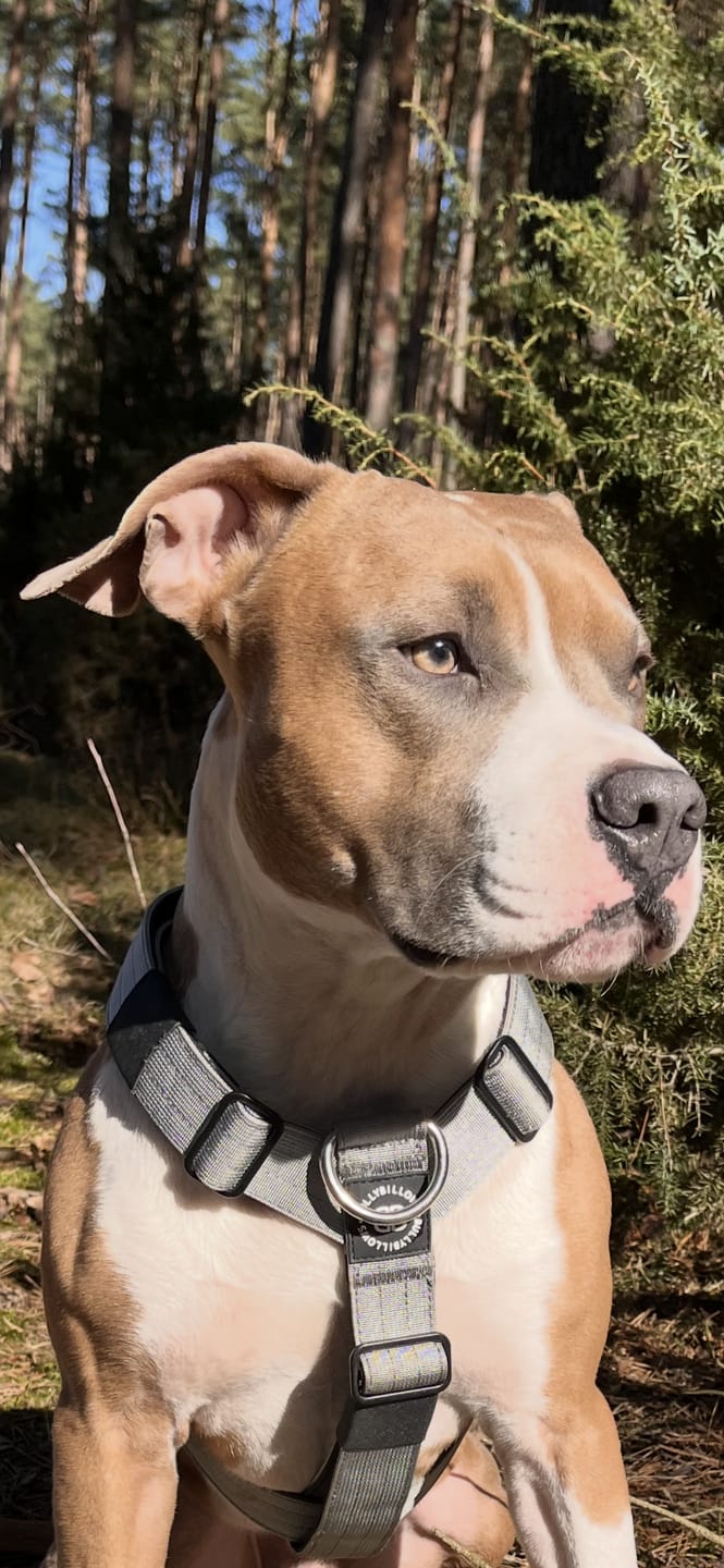 Customer photo review of Training Anti Pull TRI-Harness® | M-XL Breeds - Metal Grey