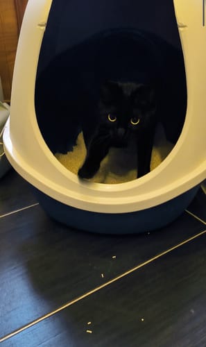 Customer photo review of Naturreines Katzenstreu