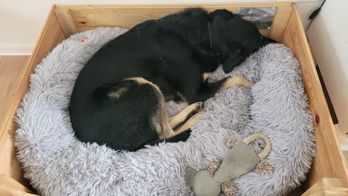 Customer photo review of Puppery Hundebett Wolke 7 - Das Original