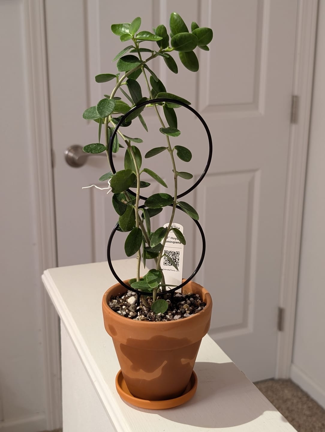 Customer photo review of Hoya cumingiana