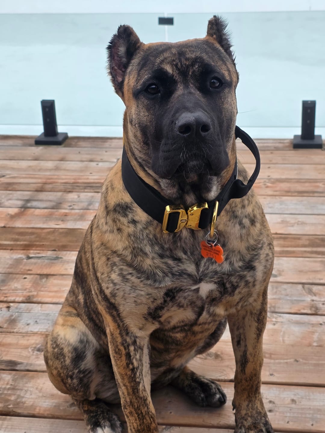 Customer photo review of 2" Tacti Luxe Dog Collar - Gold Noir