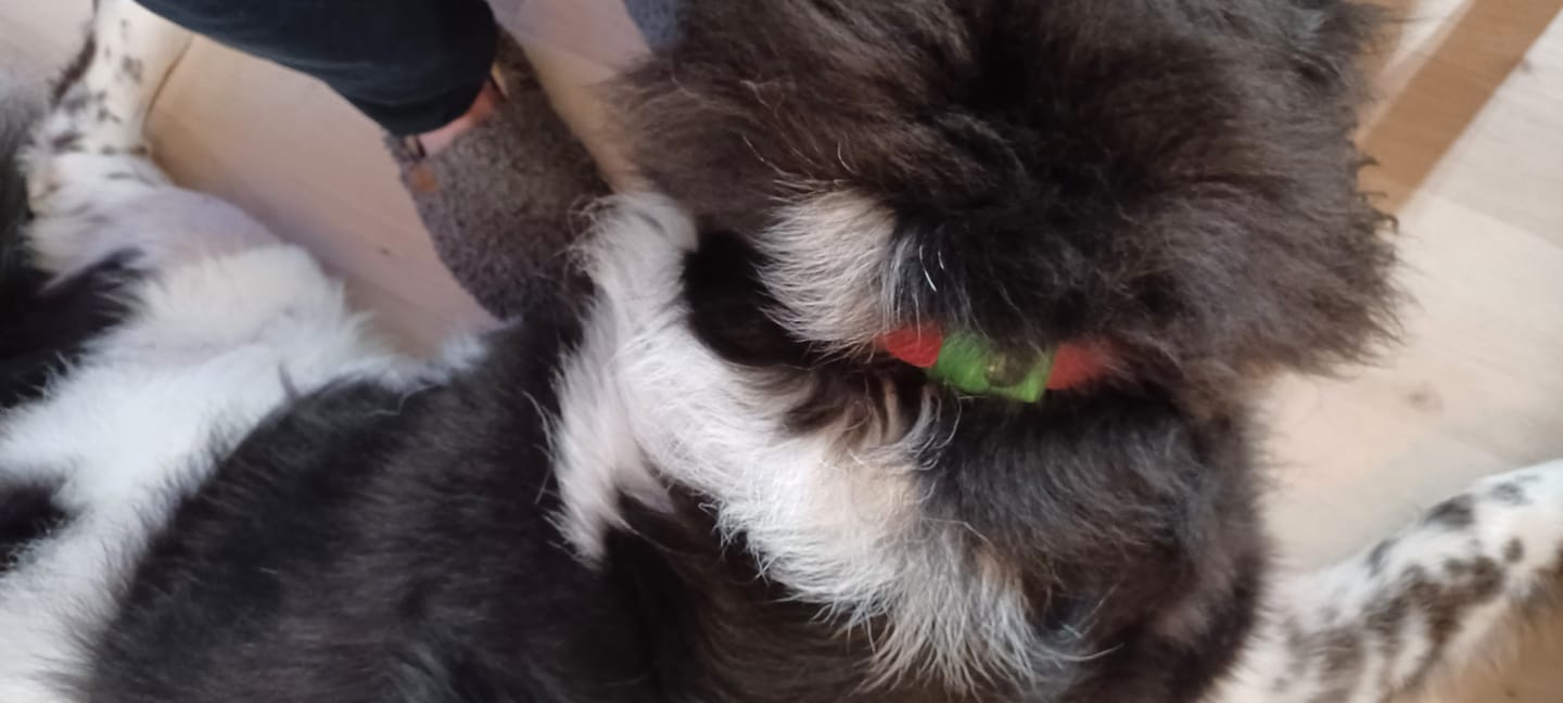 Customer photo review of FurLife Shipping Protection