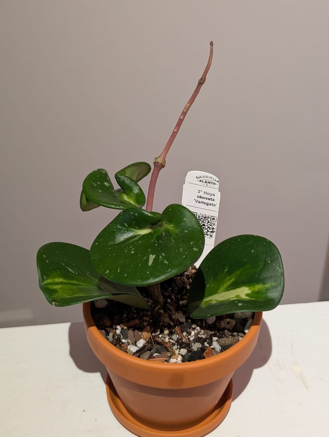 Customer photo review of Hoya obovata 'Variegata'