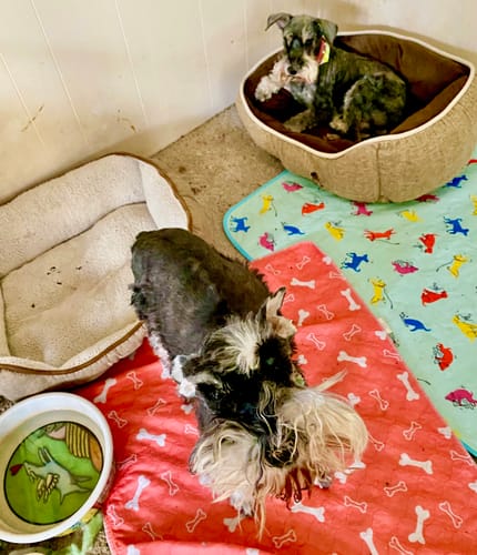 Customer photo review of Potty Buddy™ - The Durable Leak-Free Potty Pads