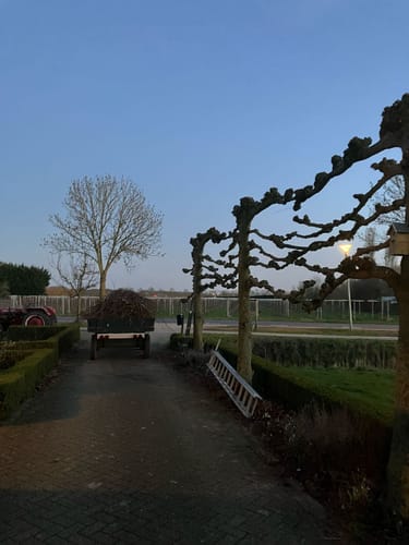 Customer photo review of ONEVAN 45mm Brushless Cordless Electric Pruning Shears With 2m Telescoping Pole