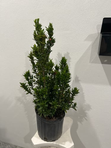 Customer photo review of Dwarf Ixora Red