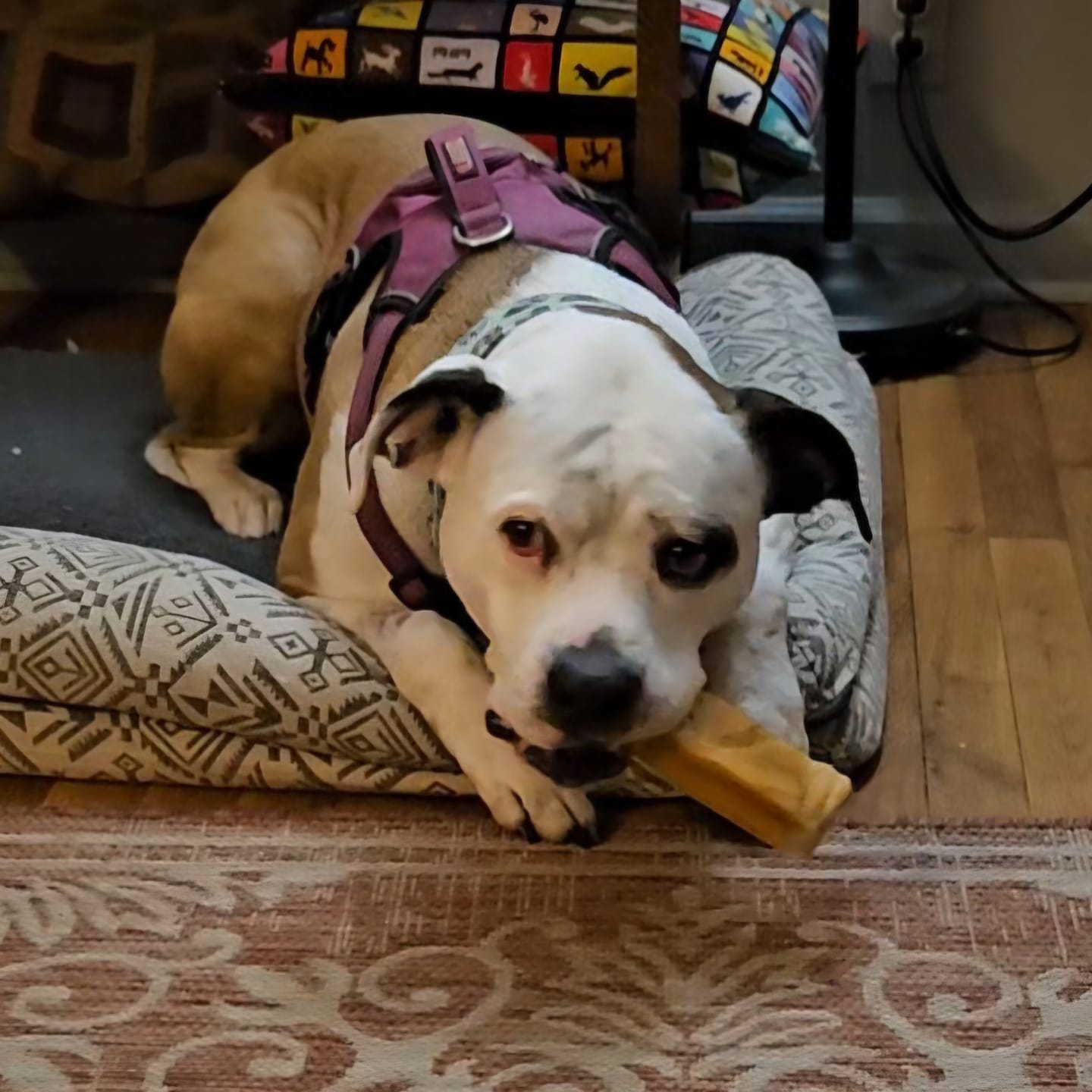 Customer photo review of Himalayan Yak Chew (MEGA)