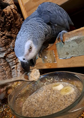 Customer photo review of Bananenbrei