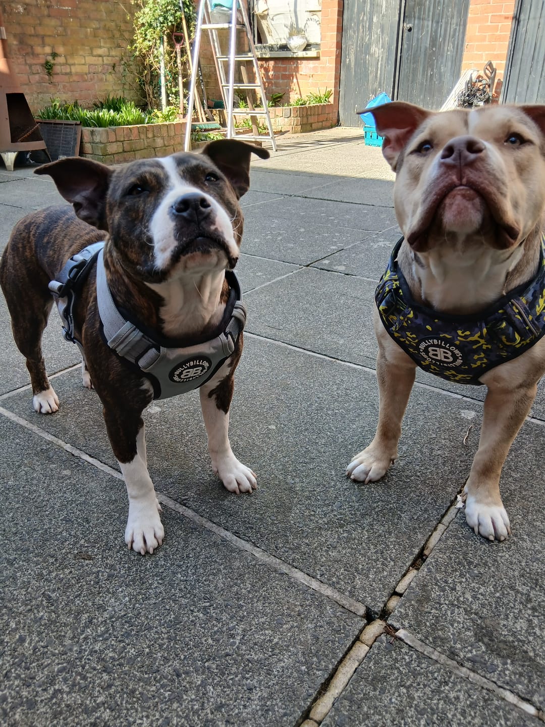Customer photo review of Comfort Premium Harness | Non Restrictive - Lightning
