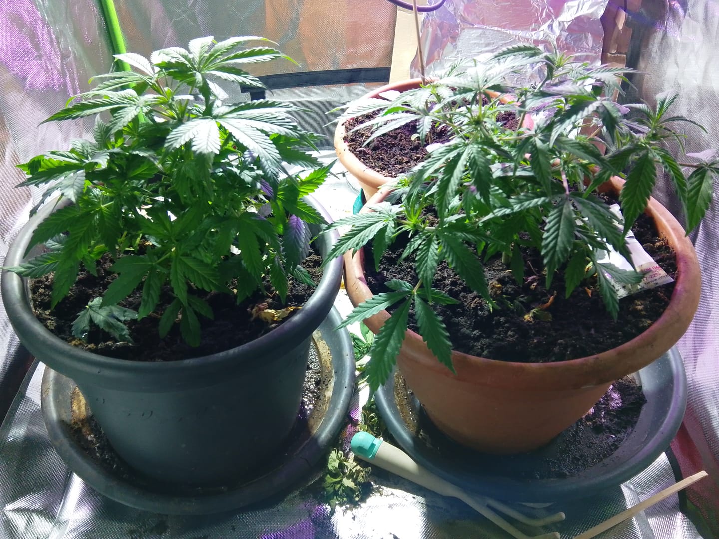 Customer photo review of Bubble Gum 040 Cannabissamen, Feminisierte Autoflower Indica Samen für den Eigenanbau, für Anfänger
