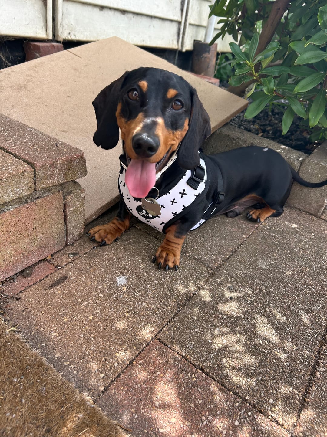 Customer photo review of Scooby Dog Collar