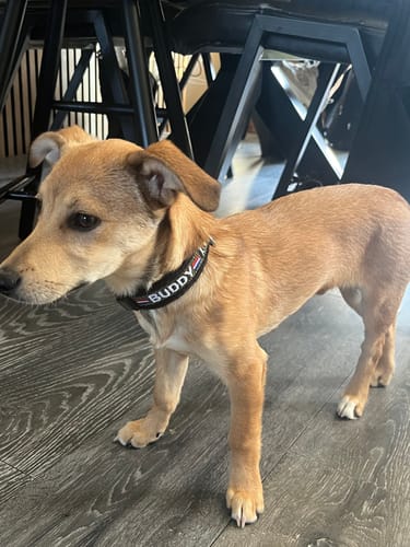 Customer photo review of Fleece fixed Ring Dog Collar with Name - XS | 4Kyon